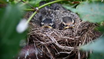 Wild About Wildlife: The busy builders of spring