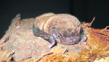 Wild About Wildlife: No need to fear our native Irish bats