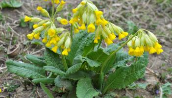 Wild About Wildlife: Having a general check on nature