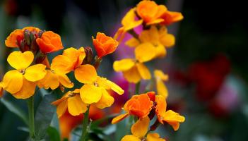 Green Fingers: Add some autumn colour to your garden