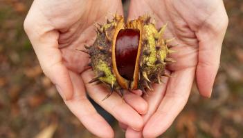 Wild About Wildlife: Getting into the spooky season in Limerick