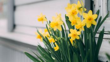 Green Fingers: A little work in your Limerick garden for great Spring colours