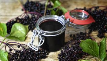 Healthy Living: Immune support from our Limerick hedgerows