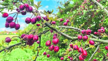 Wild About Wildlife: Limerick training weekend out in nature