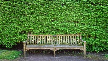 Green Fingers: Getting to grips with Limerick's overgrown hedges