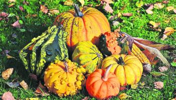 Green Fingers: Save those seeds - pumpkins don’t grow on trees
