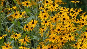 Green Fingers: A little preparation for a busy spring in Limerick