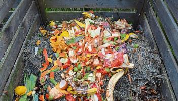 Green Limerick: Rivers Trust want all-Ireland plan to tackle invasive species