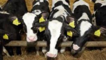 Dairy Beef Welfare payments of &euro;400,000 to be paid to Limerick farmers