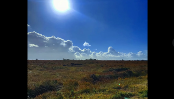 Nature-lovers urged to visit this Laois bog during the long weekend!