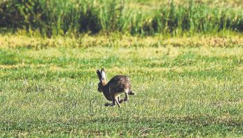 Lurcher br&iacute;d&iacute;n