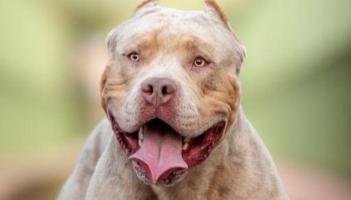 UPDATE: XL Bully dog which savagely attacked Limerick woman put down