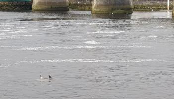 WATCH: Delight as dolphins spotted swimming down River Shannon  in Limerick city