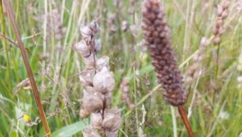 Limerick sows seeds of change with biodiversity workshop