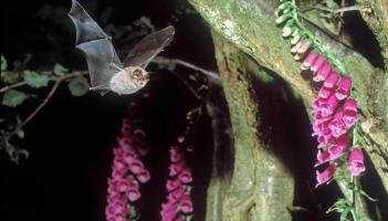 Limerick bat walk shines light on Lesser Horseshoe conservation