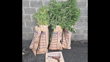 Suspected dog food thief bites off more than he could chew as gun and drugs seized