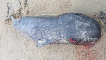 'Remarkable' that whale species never before seen in Ireland has washed up dead