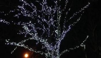 Milford Care Centre announces annual Light Up a Memory ceremony this December