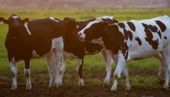 Limerick farmers urged to be vigilant after bluetongue detection