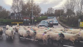 Ewe got this! Limerick gardai direct a flock of sheep instead of traffic