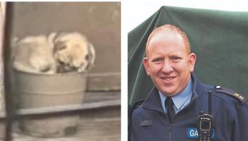 Dog named after Limerick garda sergeant who rescued pug from &lsquo;living nightmare&rsquo;