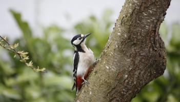 Major ESB upgrade planned for Clare village after woodpeckers cause several power outages