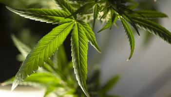 Limerick man suffering from PTSD fined for growing cannabis plants in attic of his home