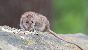 Irish rail rodent compensation - click active copy