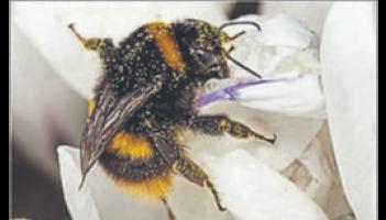 Spring stirs in the frost: A morning of wild encounters in Limerick's People's Park