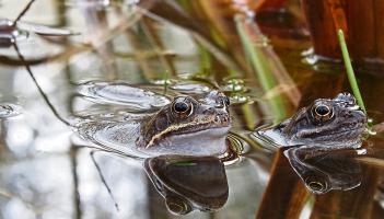 &lsquo;Hop To It&rsquo; in bid to help track frogs for IPCC survey in Limerick