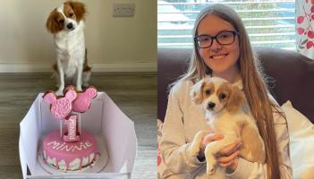 'She is perfect for us' - Woman drives two hours to rescue Minnie at Limerick dog rescue