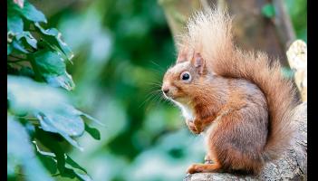 Green Limerick: Surveying woodland mammals