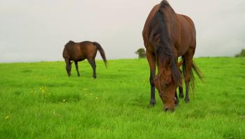 Horse racing in Limerick and Clare generates €126m to the economy.
