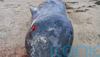 Arctic whale never recorded before in Ireland washes up on Donegal beach