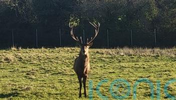Irish police issue appeal following decapitation of stag in Co Dublin