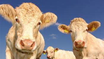 EXLUSIVE: Cattle munch on nursing home residents’ records in Limerick