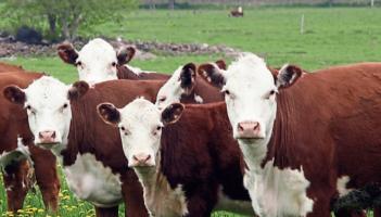 Beef price cuts &lsquo;irresponsible and reckless&rsquo; &ndash; say the IFA