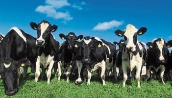 Farm incomes on positive trajectory in 2025 - Teagasc