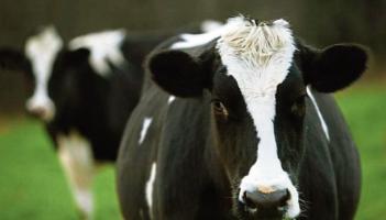 ICMSA calls on banks to support Limerick farmers in &lsquo;challenging&rsquo; year