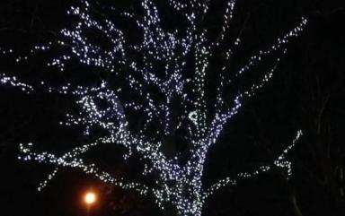 Milford Care Centre announces annual Light Up a Memory ceremony this December