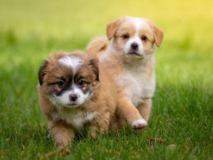 done deal puppies limerick