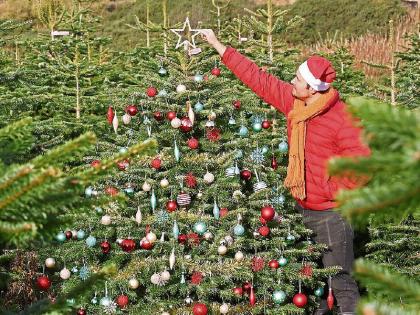 Green Fingers Picking The Perfect Christmas Tree Limerick Leader
