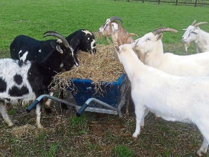 kilfinane dog sanctuary