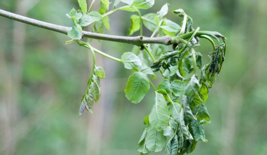 Green Fingers: Getting to grips with a few summer projects