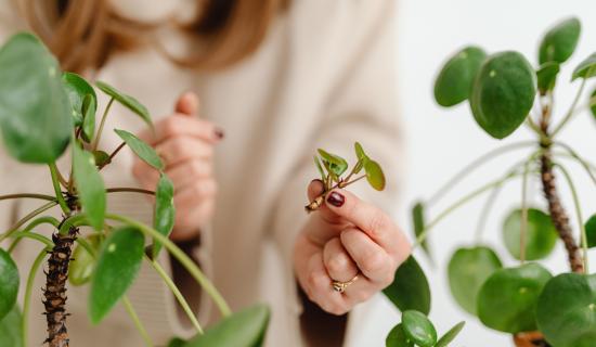 Green Fingers: Something for nothing - getting free plants