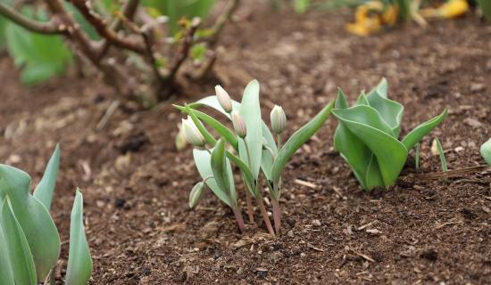 Need garden inspo? The top low-maintenance flowers to add to your garden this summer