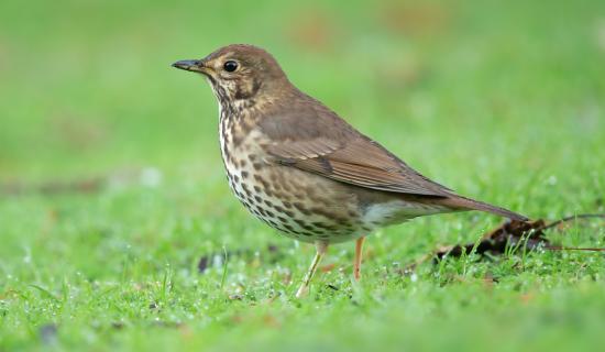Wild About Wildlife: Song remains the same for thrush