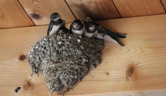 Wild About Wildlife: Swallows mark the turn of the season in Limerick