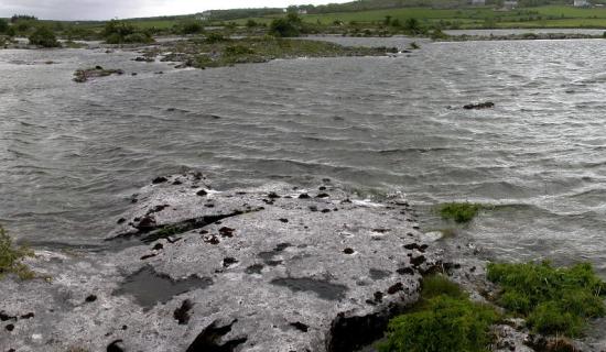 Wild About Wildlife: Exploring Loughmore Common