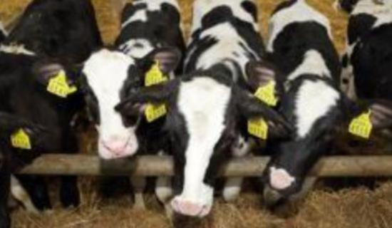 Dairy Beef Welfare payments of &euro;400,000 to be paid to Limerick farmers